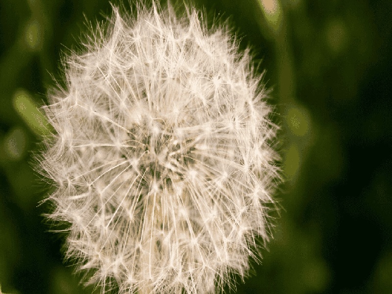 试管家医院做（试管移植费用）——